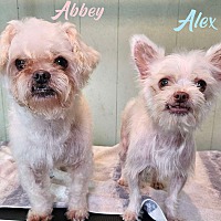 adopt a pet