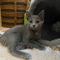 adopt a pet