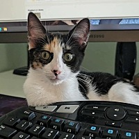 adopt a pet