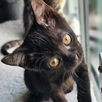 adopt-pet