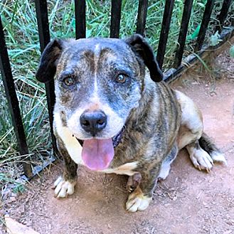 petsmart worm medicine for dogs