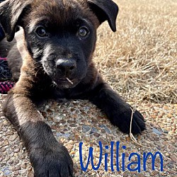 Thumbnail photo of WILLOW and WILLIAM #1