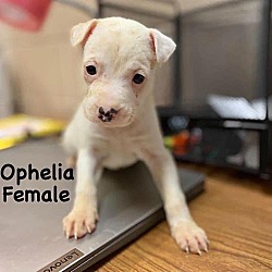 Thumbnail photo of Ophelia G. #2