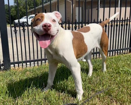 Dog for adoption - Buffalo Bill , a Pit Bull Terrier Mix in Franklinton, LA