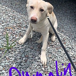Photo of Dumplin