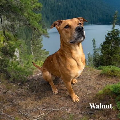 Thumbnail photo of Walnut #2