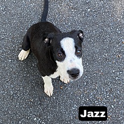 Thumbnail photo of Jazz #1