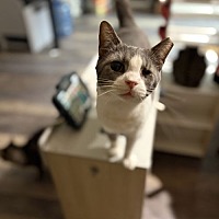 adopt a pet