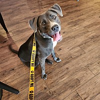 adopt a pet