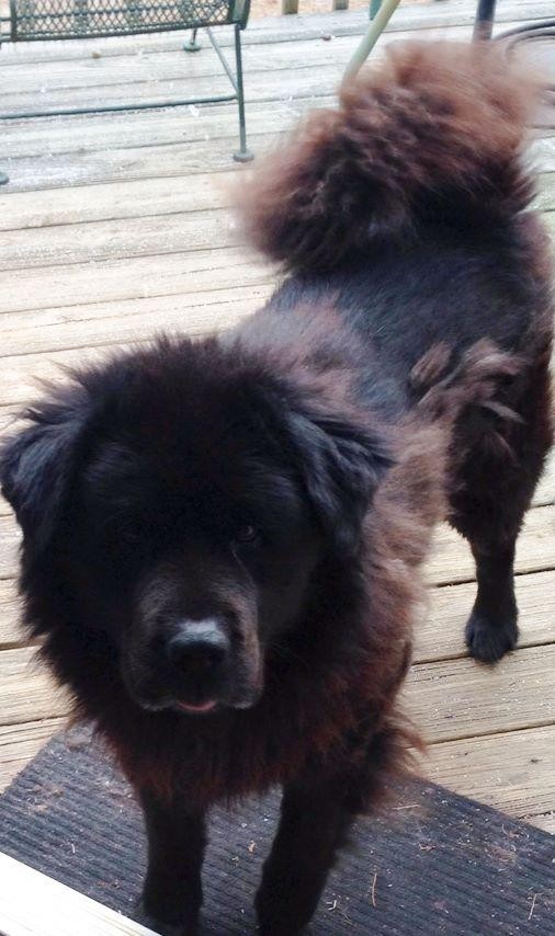 bernese mountain dog chow mix