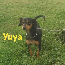 Thumbnail photo of Yuya #2