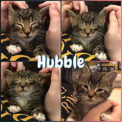 Thumbnail photo of Hubble #4