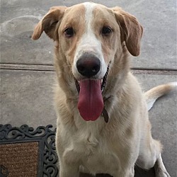 Photo of Cody *Courtesy Post*