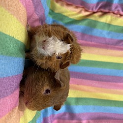 Thumbnail photo of Crunch (Bonded to Cham) #1