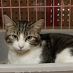Photo of Maybelline (Napa Petco)