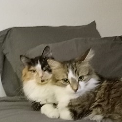 Photo of Moomoo and Mimine