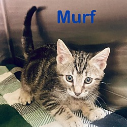 Photo of Murf (petsmart)