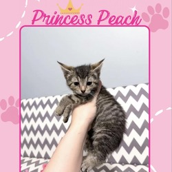 Photo of Princess Peach