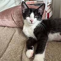 adopt a pet