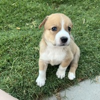 adopt-pet