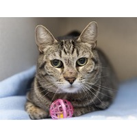 adopt-pet