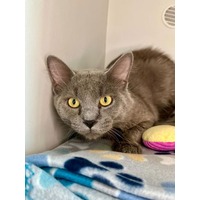 adopt-pet