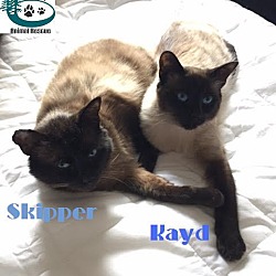 Thumbnail photo of Skipper &Kayd-Adopted May 2017 #2