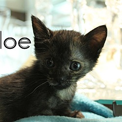 Thumbnail photo of Aloe #1