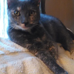 Thumbnail photo of Tortie #3