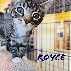 Photo of Royce