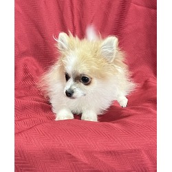 Thumbnail photo of Pomeranian puppy #1