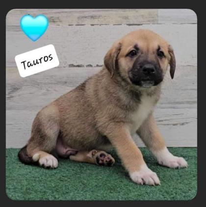 Photo of Tauros