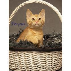 Photo of Fergus (C24-124)