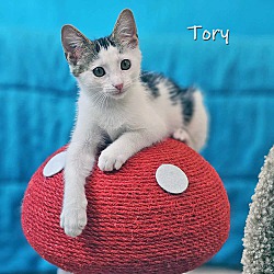 Photo of Tory