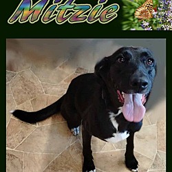 Thumbnail photo of Mitzie #1