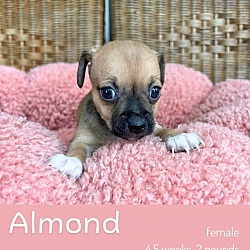 Thumbnail photo of Almond #3