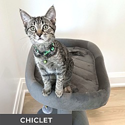 Thumbnail photo of Chiclet #3