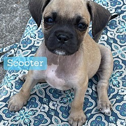 Thumbnail photo of Scooter #1