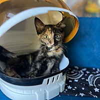 adopt a pet