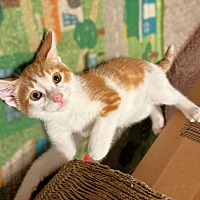 adopt-pet