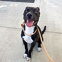 adopt a pet