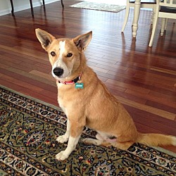 Photo of Sheru-Three legged Indian Dog
