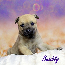 Thumbnail photo of Bumbly~adopted! #4