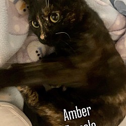 Thumbnail photo of Amber #2