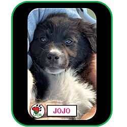 Thumbnail photo of Jojo (Famous Joys Litter) #1