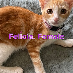 Photo of Felicia