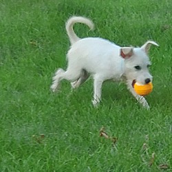 Thumbnail photo of Winnie the Maltese Mix Puppy #3