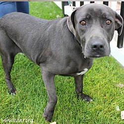 Photo of Stella
