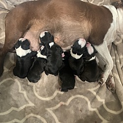 Photo of Ruby’s babies