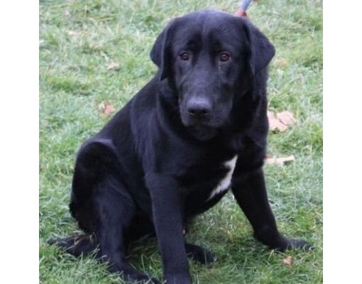 Delaware, OH - Labrador Retriever. Meet Chris a Pet for Adoption ...